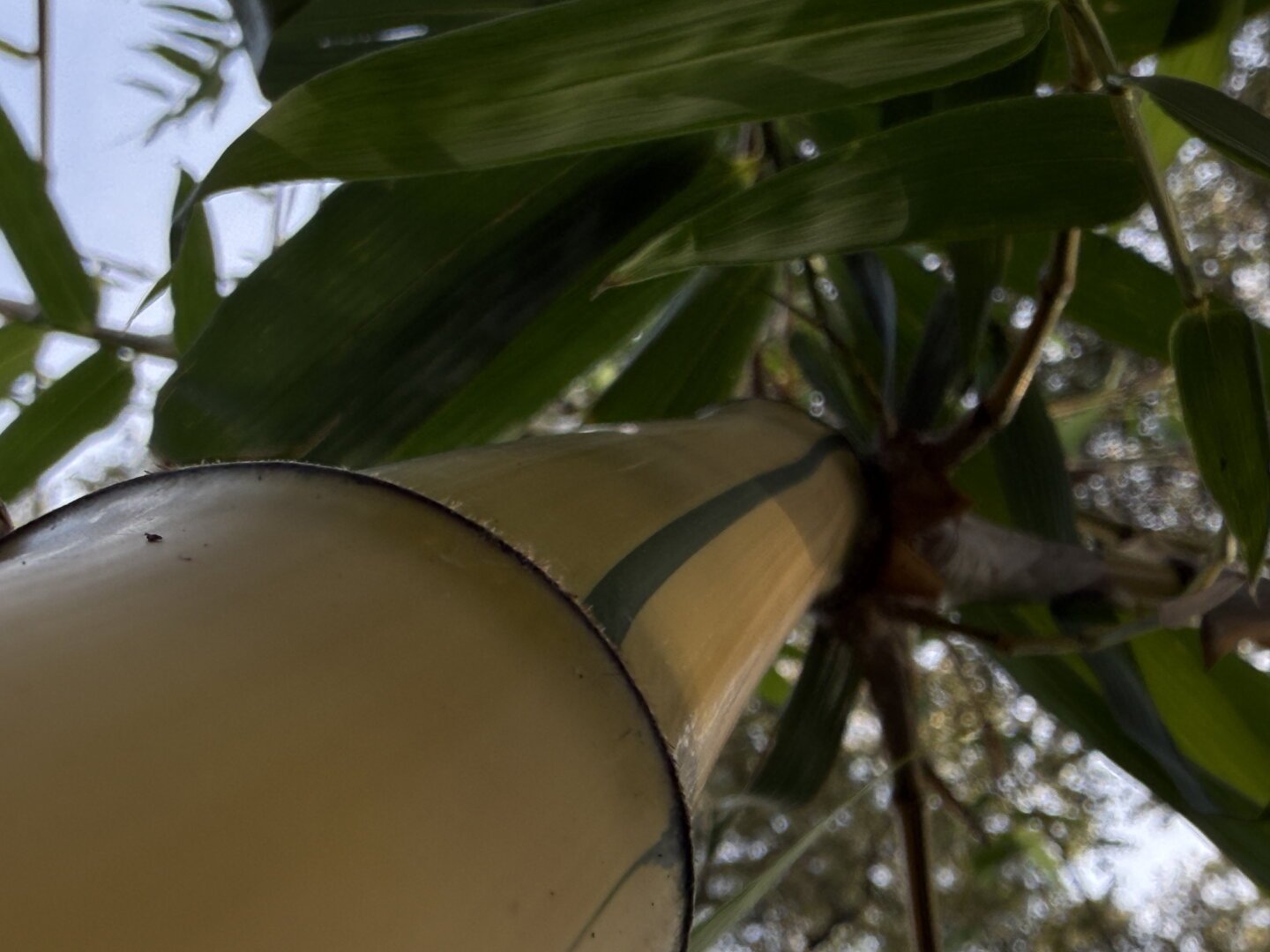 A view straight up a stalk yellow bamboo with green stripes.