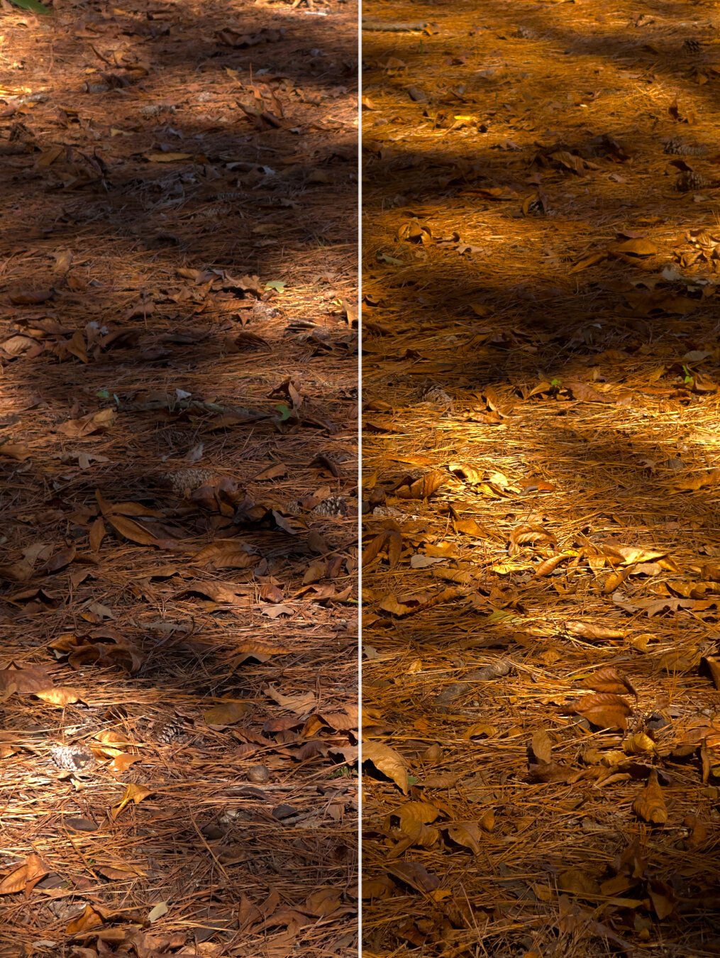 A before and after split screen of an adjusted photo. The photo is of a forest floor covered in pine needles with dappled sunlight.