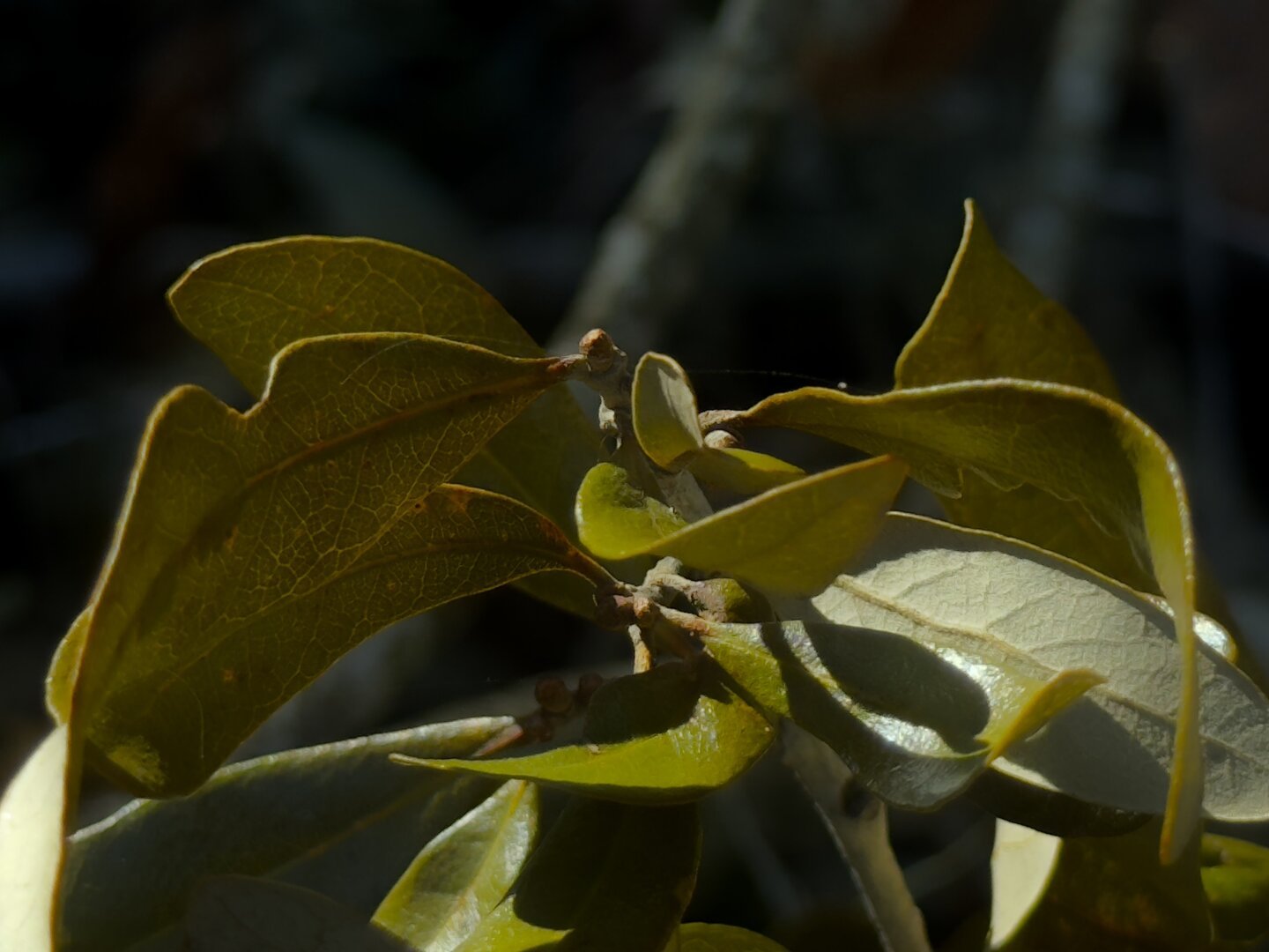 A close up of thick, green live oak leaves.