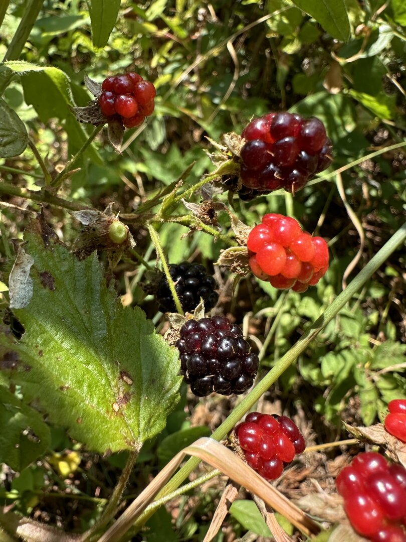 Purple and red raspberries on the bush