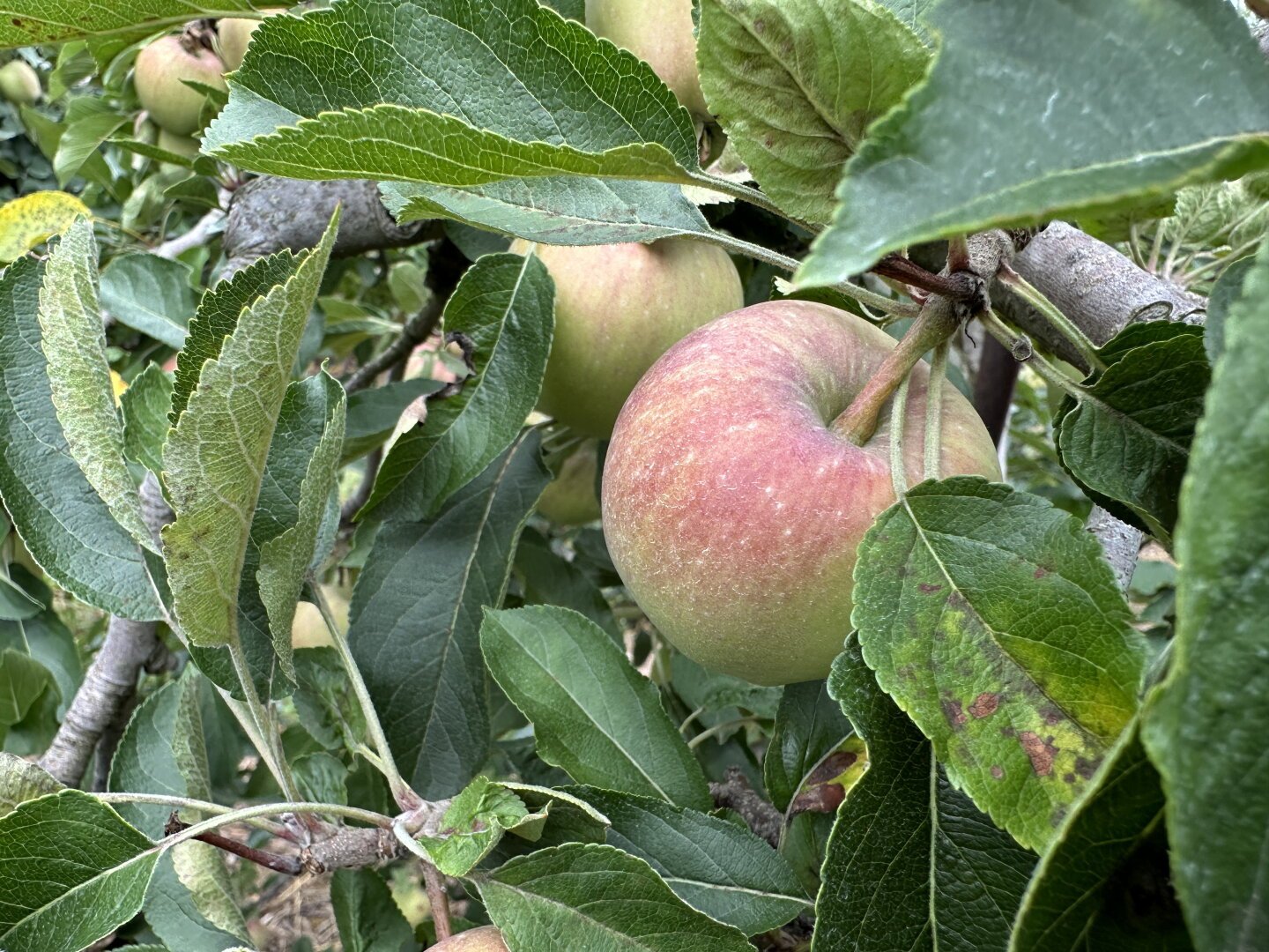 Green apples blushing pink on one side