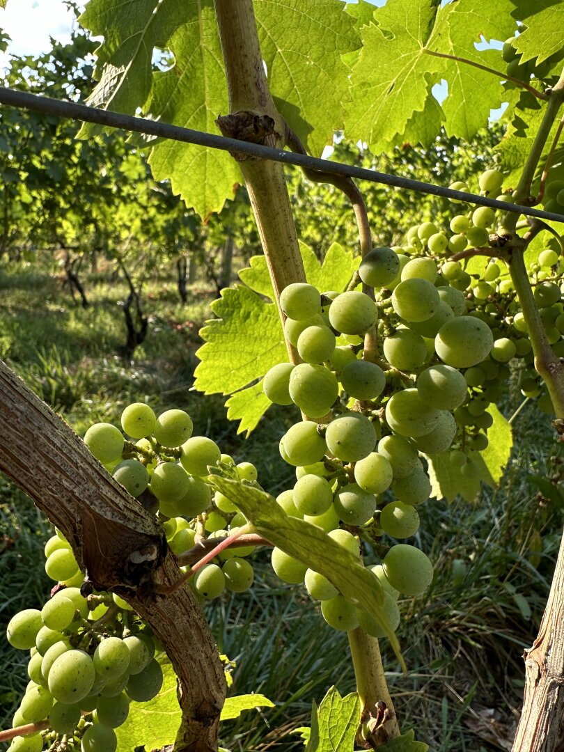 Young green grapes on the vine
