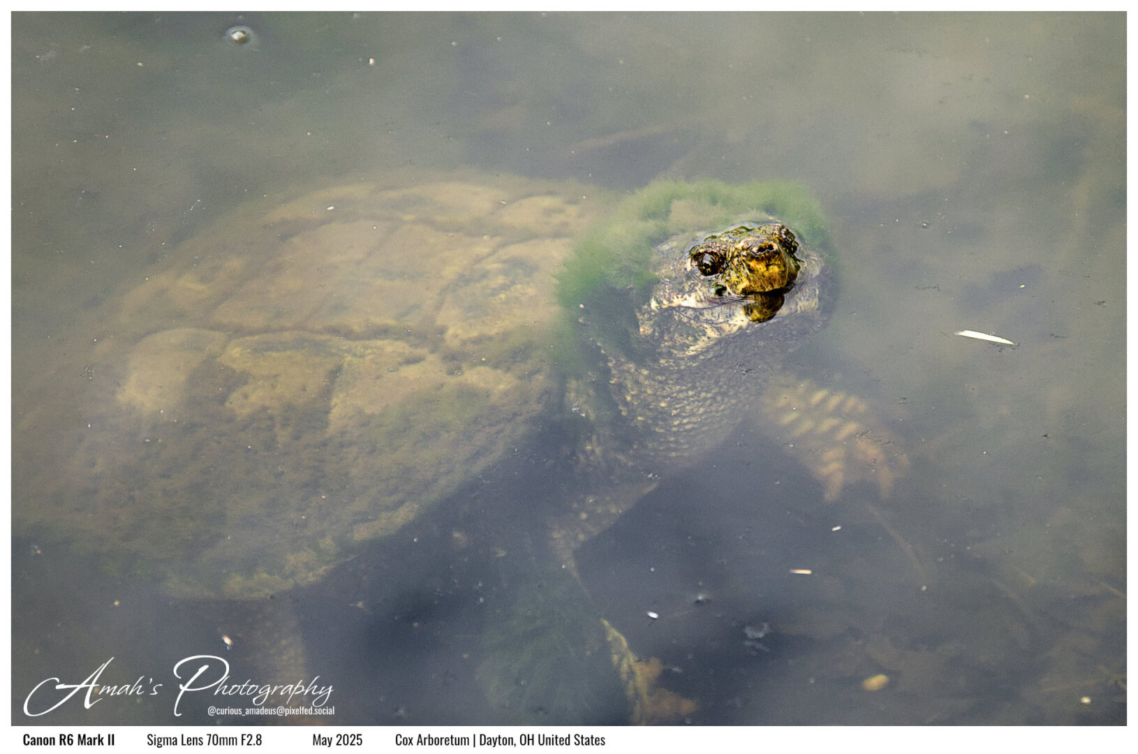 Image of a turtle that is the size of a large watermelon lounging in a shallow area of a large pond. The turtle is completely submerged in the water except for its eyes and nose and is looking directly at the camera. An interesting feature on the turtle includes bright green moss growing around its head and looks as if the turtle has bright color green hair. There is moss on part of its turtle shell as well. There is text in the image stating "Amah's Photography @curious_amadeus@pixelfed.social", "Canon R6 Mark II Sigma Lens 70mm F2.8 May 2025 Cox Arboretum, Dayton, Ohio United States.