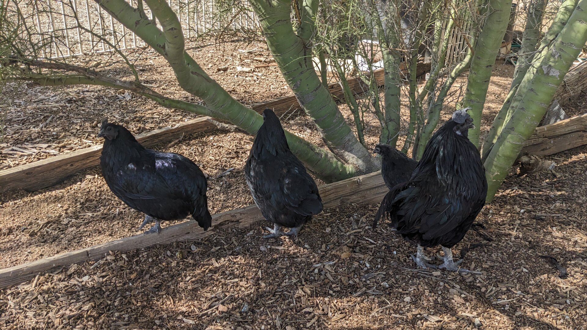 Some black Svarthöna chickens perched on a wooden beam in a backyard chicken run. The birds have solid black plumage and are positioned beneath bare tree branches with green-tinted bark. The ground is covered with wood chips and mulch, with wire fencing visible in the background."