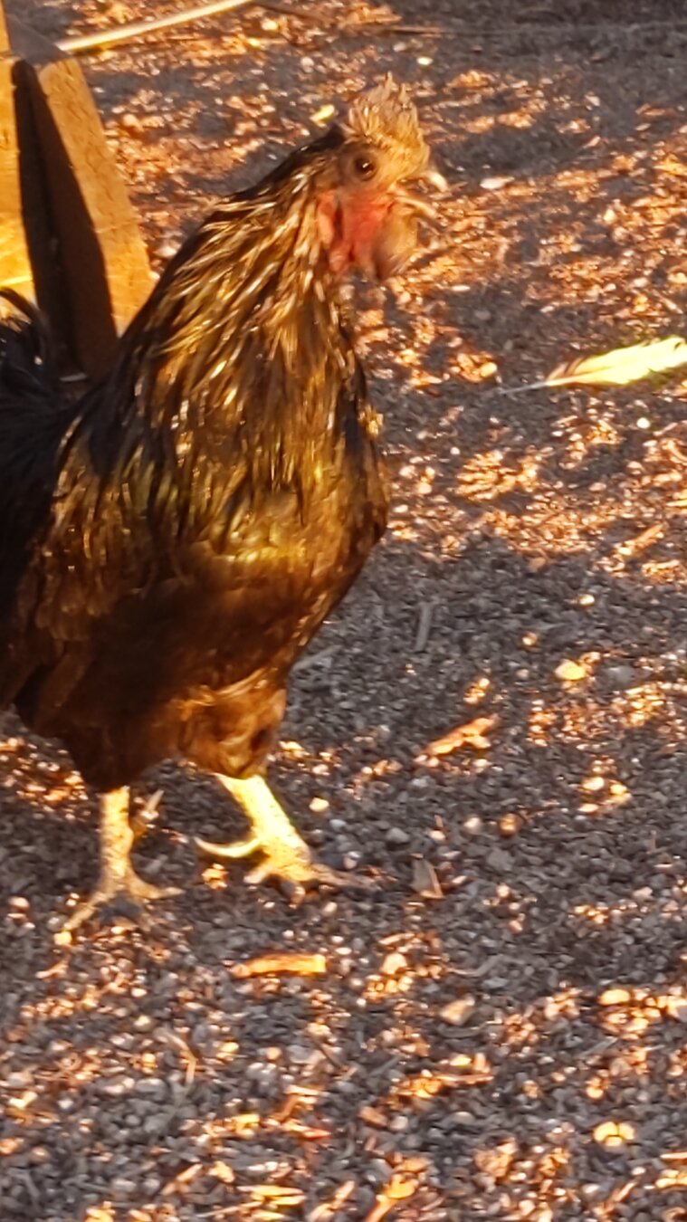 A Svarthöna rooster crowing
