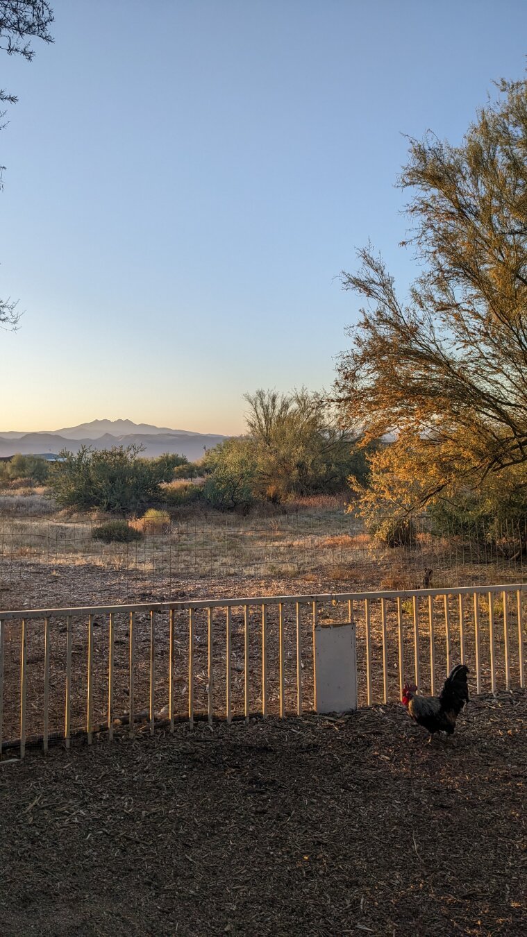 A rooster stands in a fenced yard in front of a large, open field. There are no people in the image. In the background, there is a mountain range in the distance. The sky is clear and light blue.
