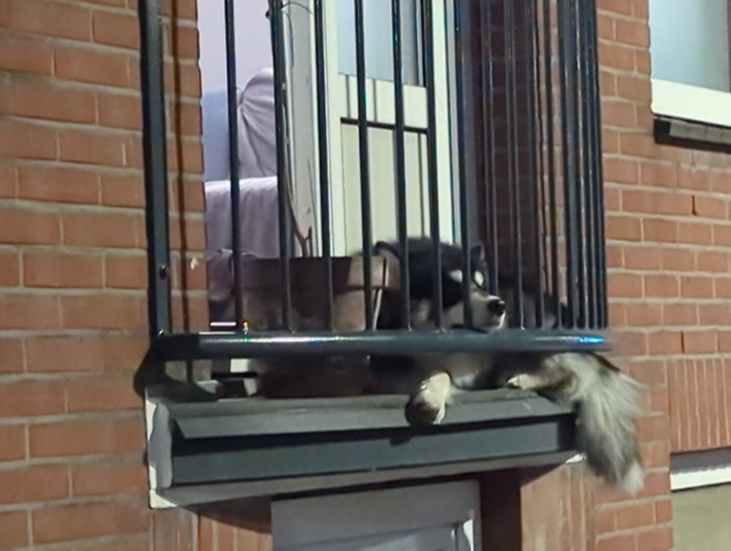 Hond op een 'Frans balkon': 2 openslaande deuren, waarvan er 1 open staat. Ervoor een plaatsje van ongeveer 40 cm diep waar een grote hond op ligt. De hond steekt met zijn snuit door het hek en een poot en staart hangen over de rand.