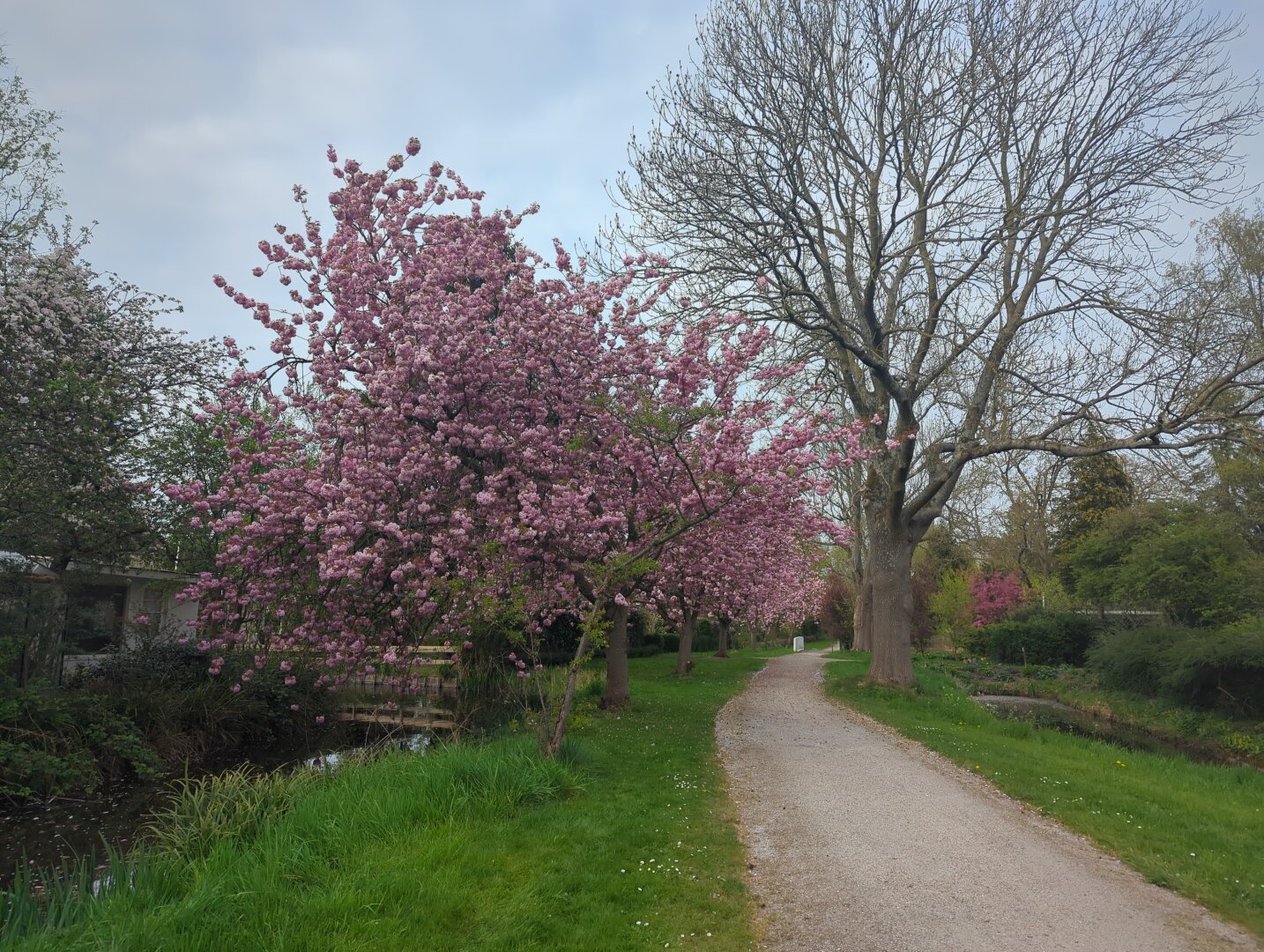 A row of luscious pink blossom trees. A gravel path curves on the right hand side. The sky is mainly cloudy but has some blue sky. On both sides of the path there are strips of grass. The top right corner shows a big tree crown, no leaves on it yet.