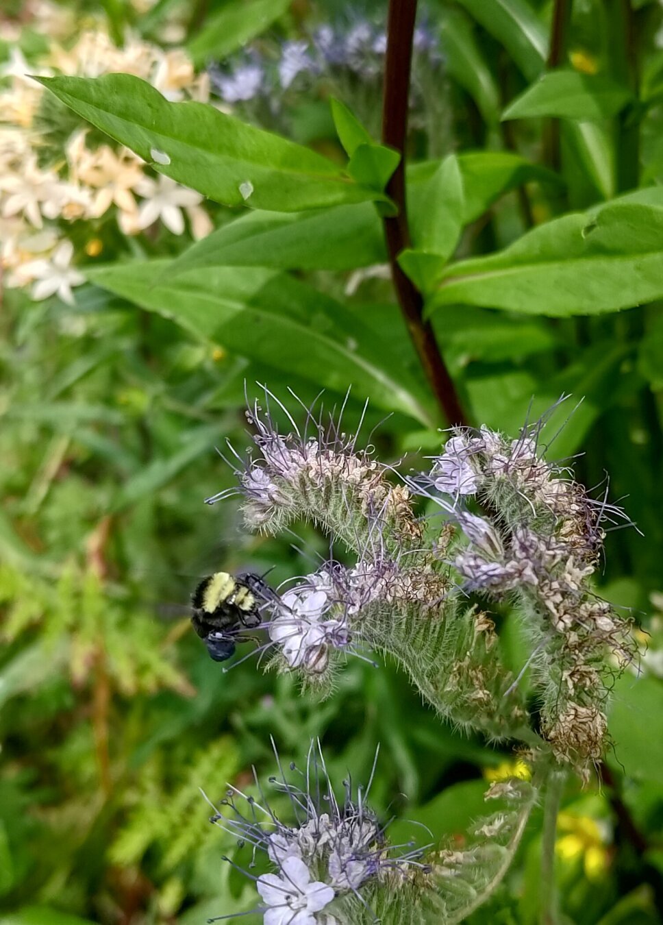 Purple polling legged bumblebee on lacy phacelia