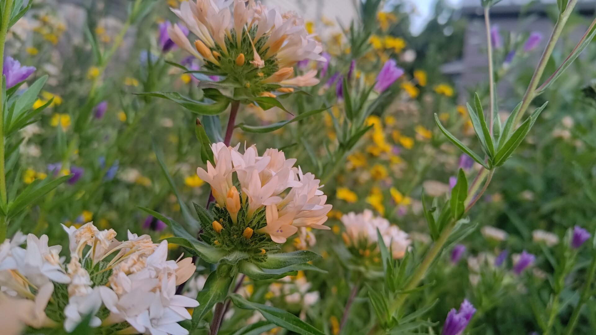Large flowered collomia in the foreground. Clarkia and Oregon sunshine in the background