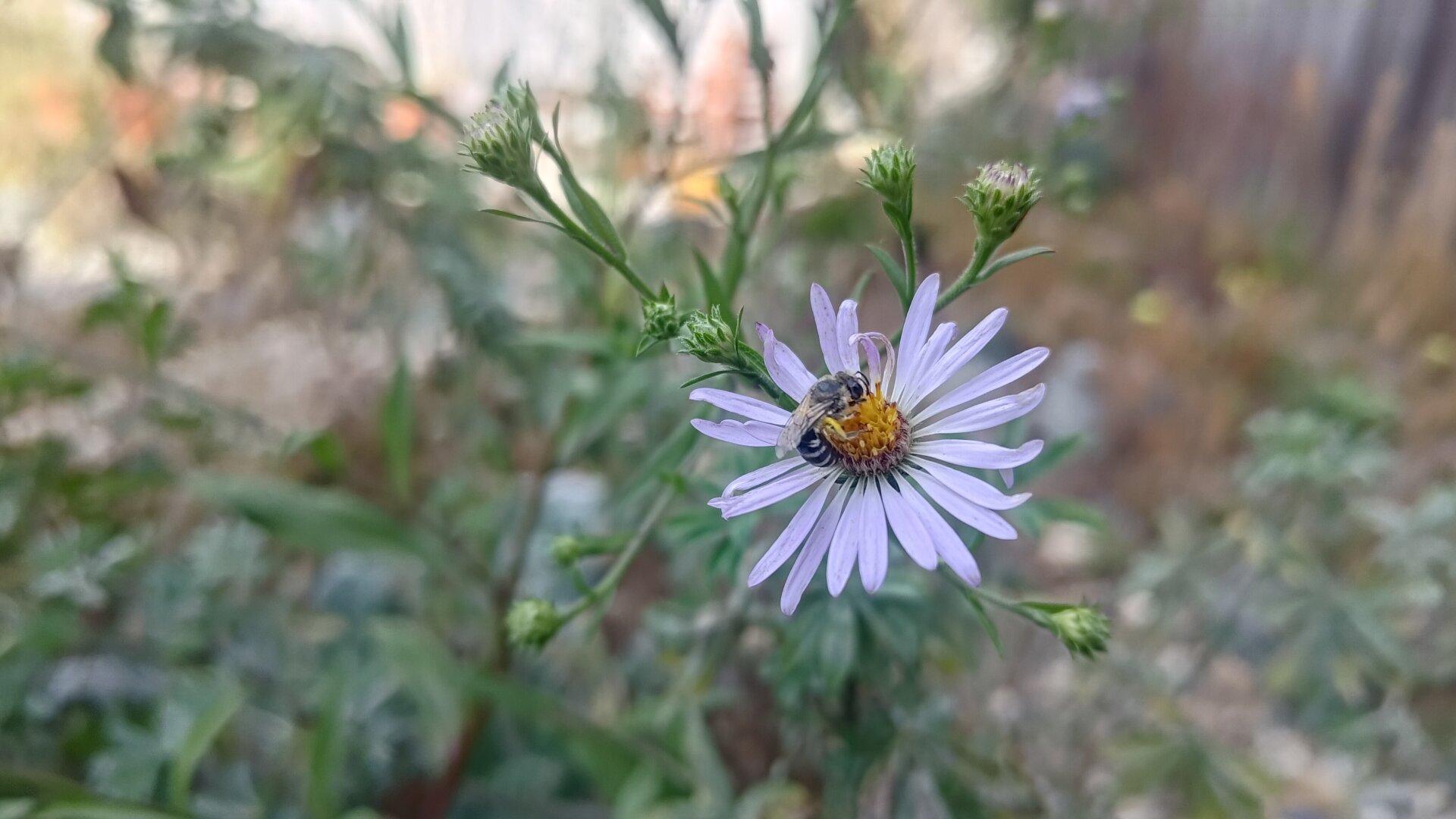 honey bee on Douglas aster