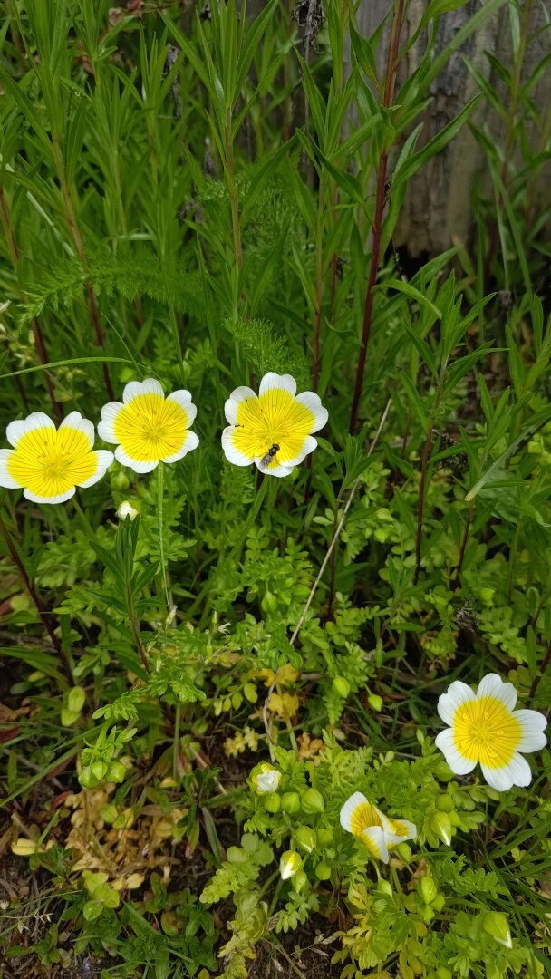 meadowfoam with native bee 4/2024