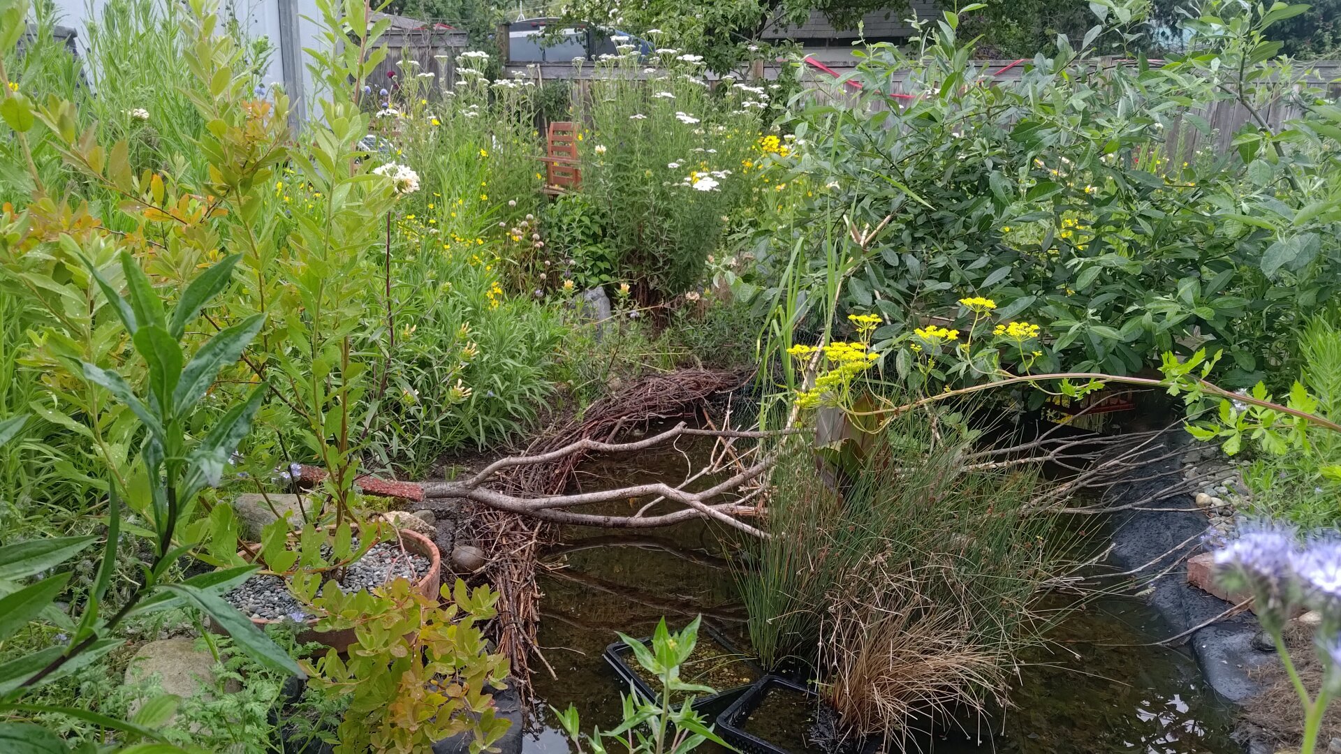 pond with plants 6/2024