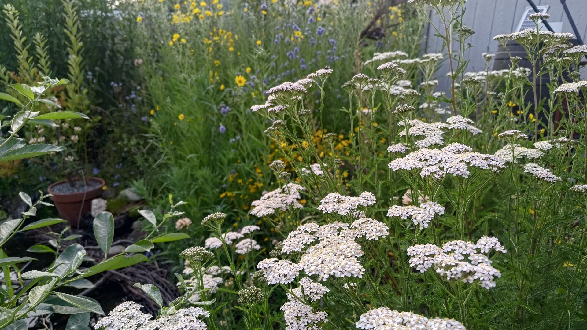 Yarrow in the foreground. Mostly globe gillia and showy madia in the background. Leaves of willow poking in on the lower left