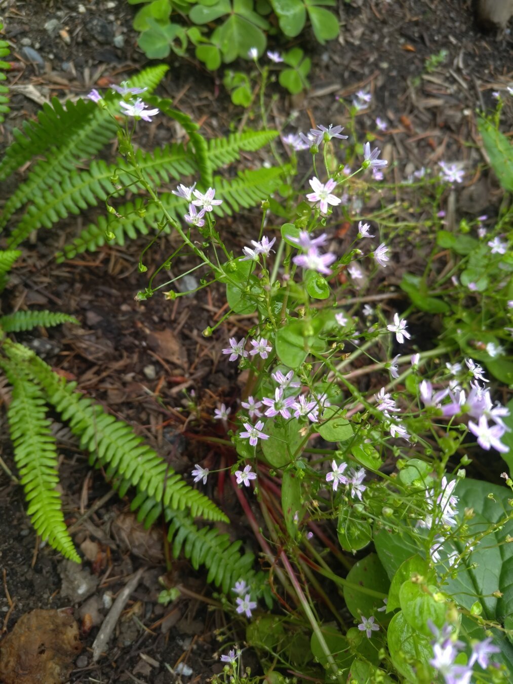 candy flower, sorrel, wild ginger, and deer fern 6/2024
