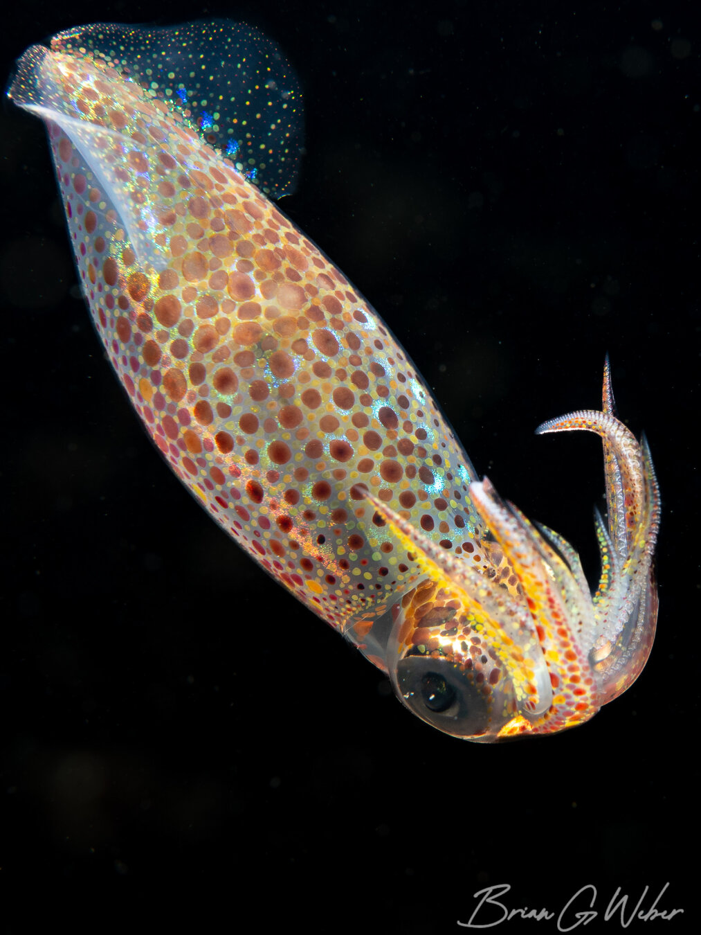 A beautiful longfin squid in the water column. Each of those dots can change color rapidly!