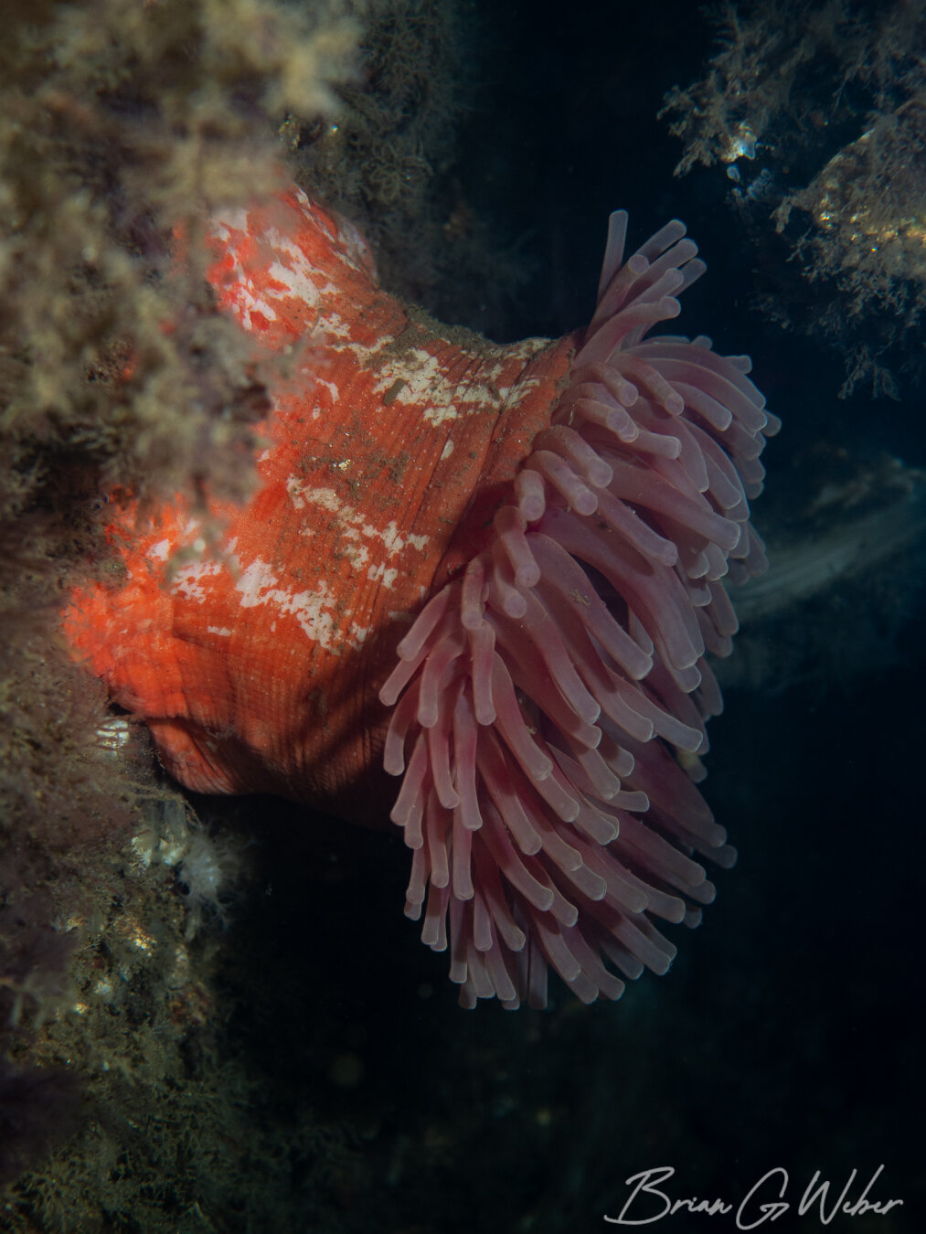 The resident northern red anemone at Folly Cove