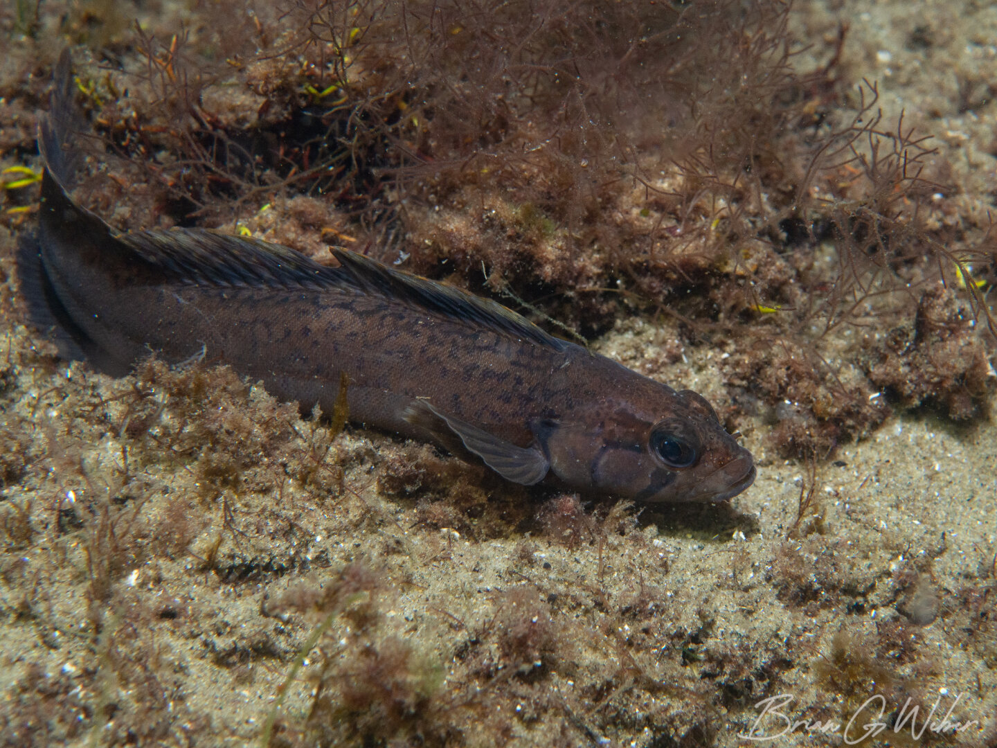 One of many radiated shannies spotted on this dive. Not sure what was going on, but many were out in the open.