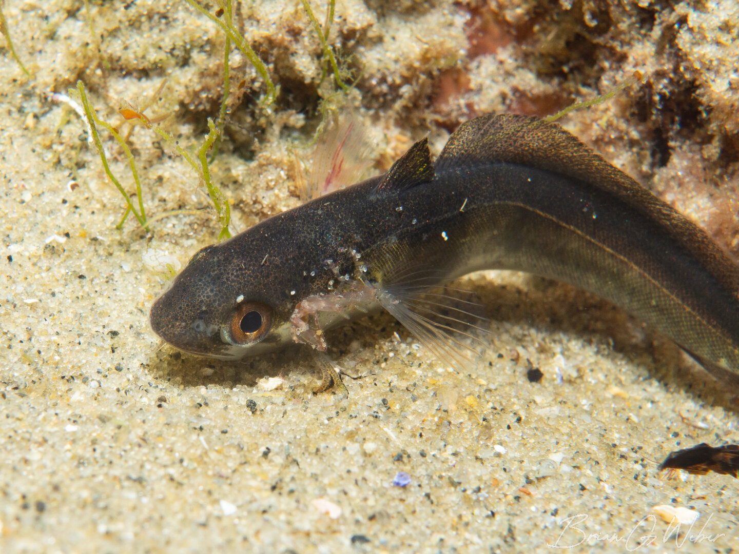 Hake are a fairly common find on night dives, but this one had a skeleton shrimp on its side (weird!)