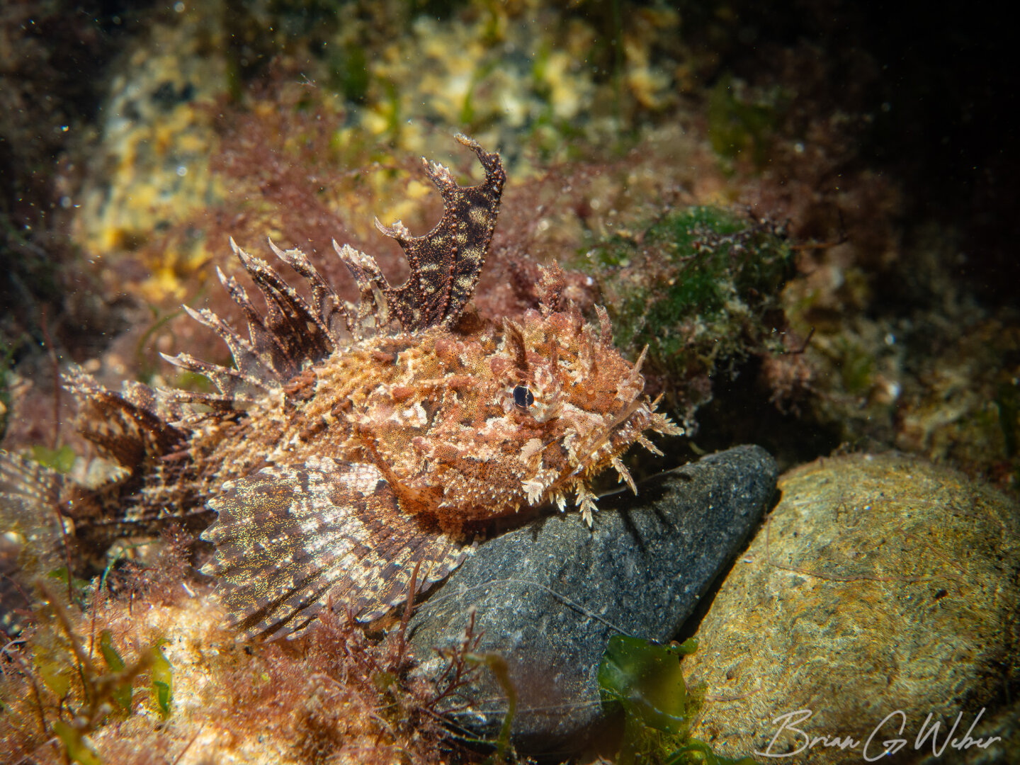 A juvenile sea raven - I think this is the first I've ever seen!