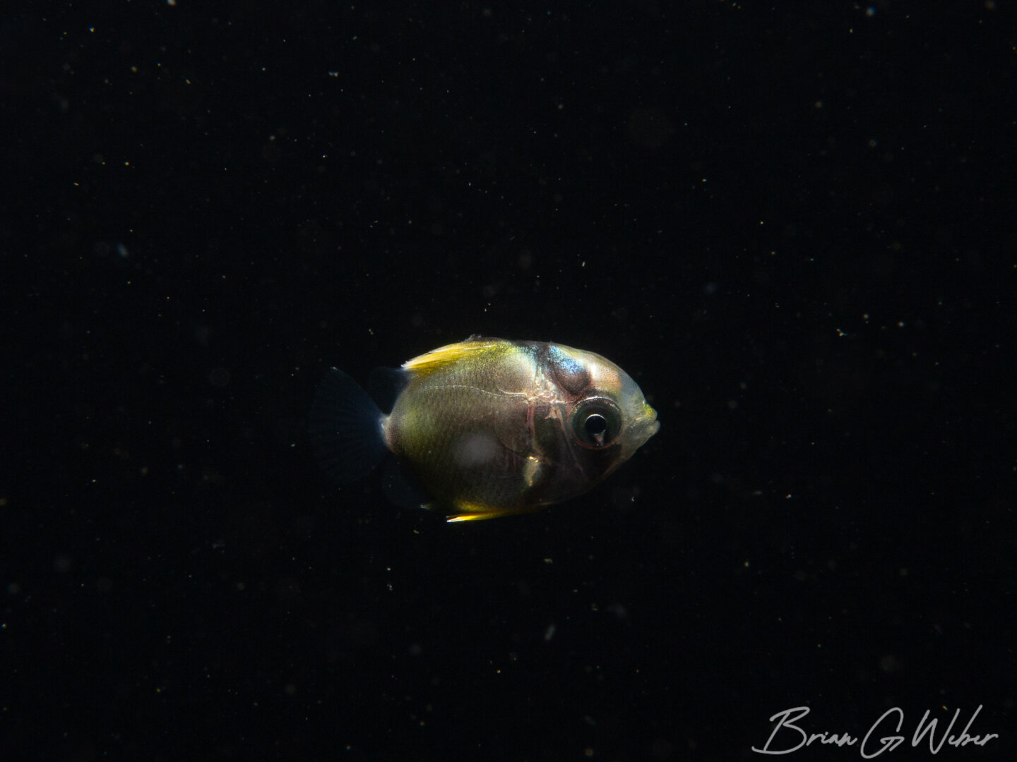 A tiny tropical butterflyfish in the water column