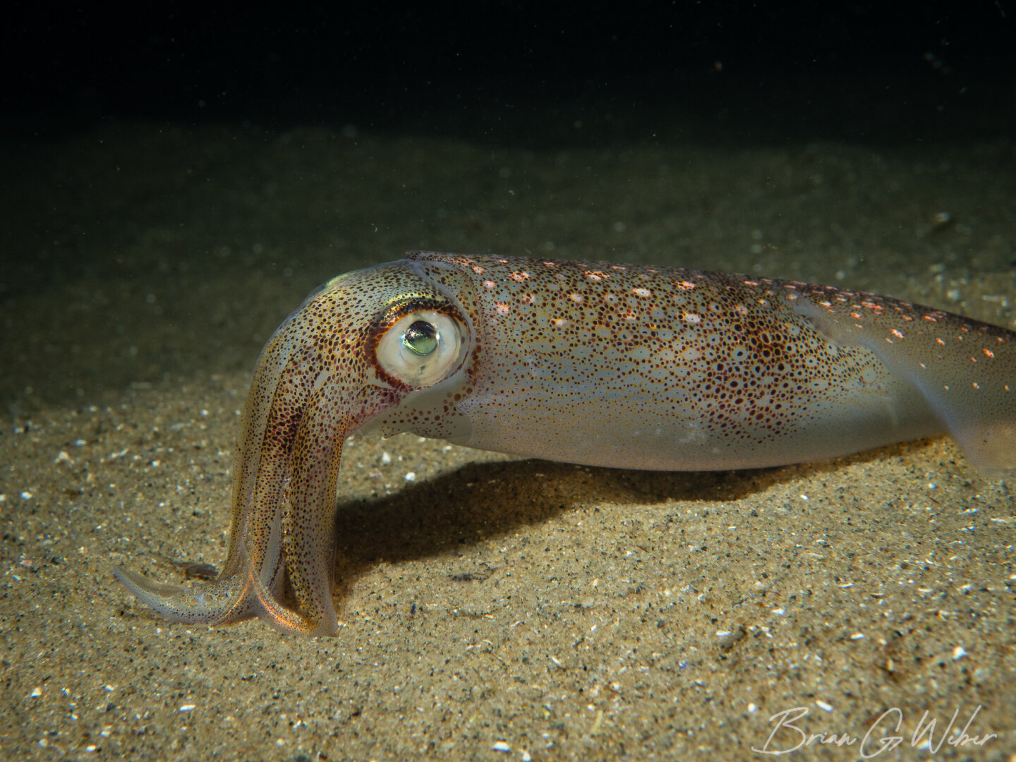 A squid posing for my camera