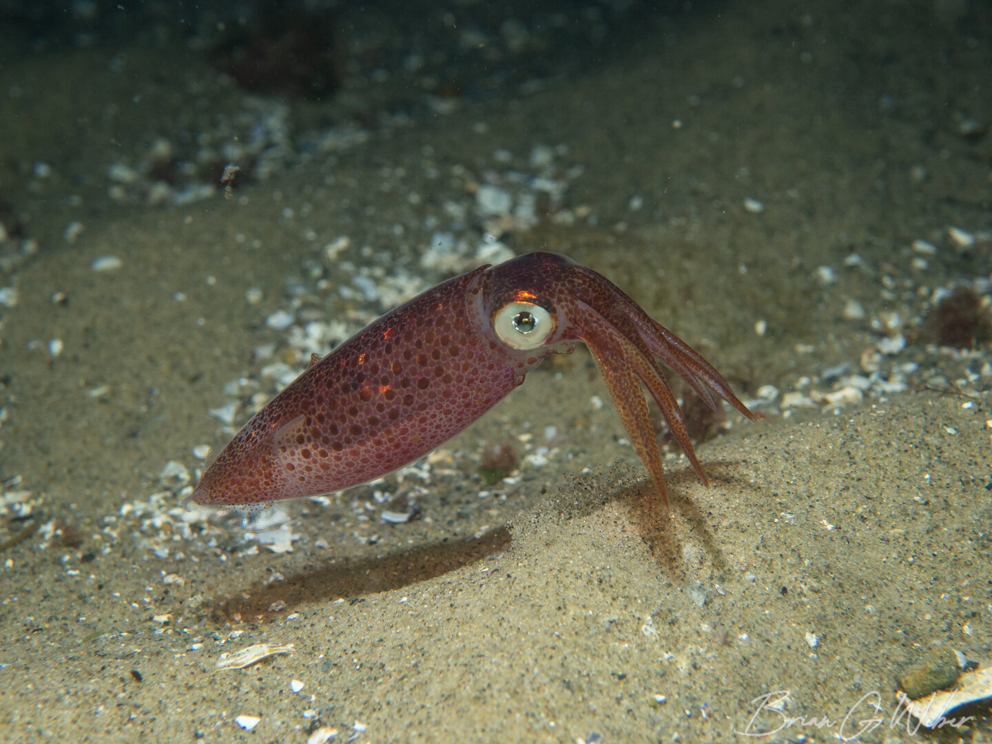 Longfin squid showing off its hover skills
