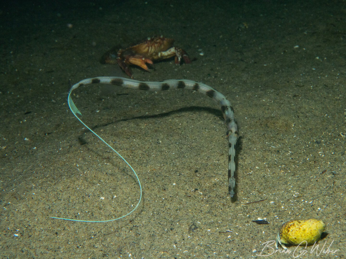 A coronetfish visiting from warmer waters - I've never seen the stripes before!