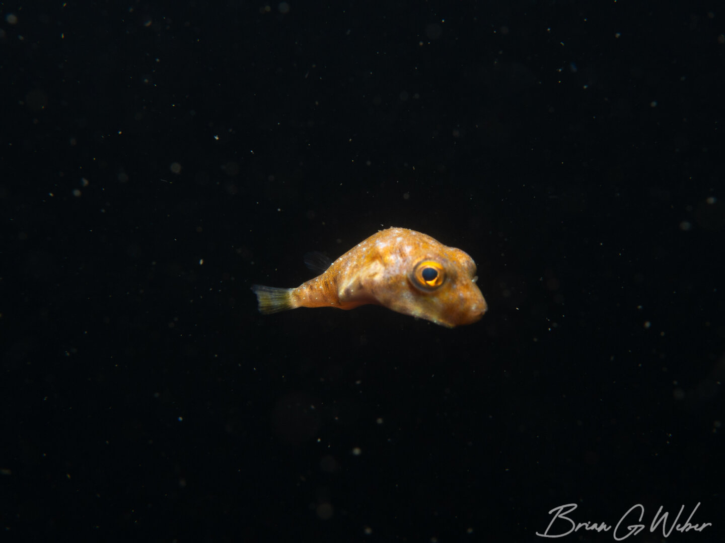 Tiny northern puffer in the water column