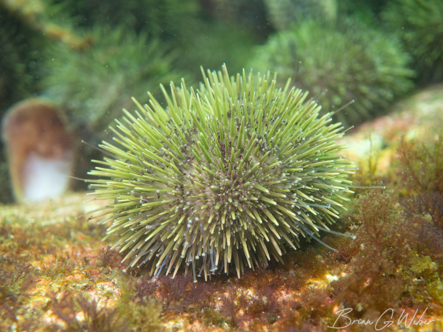 A green urchin grazing on some algae