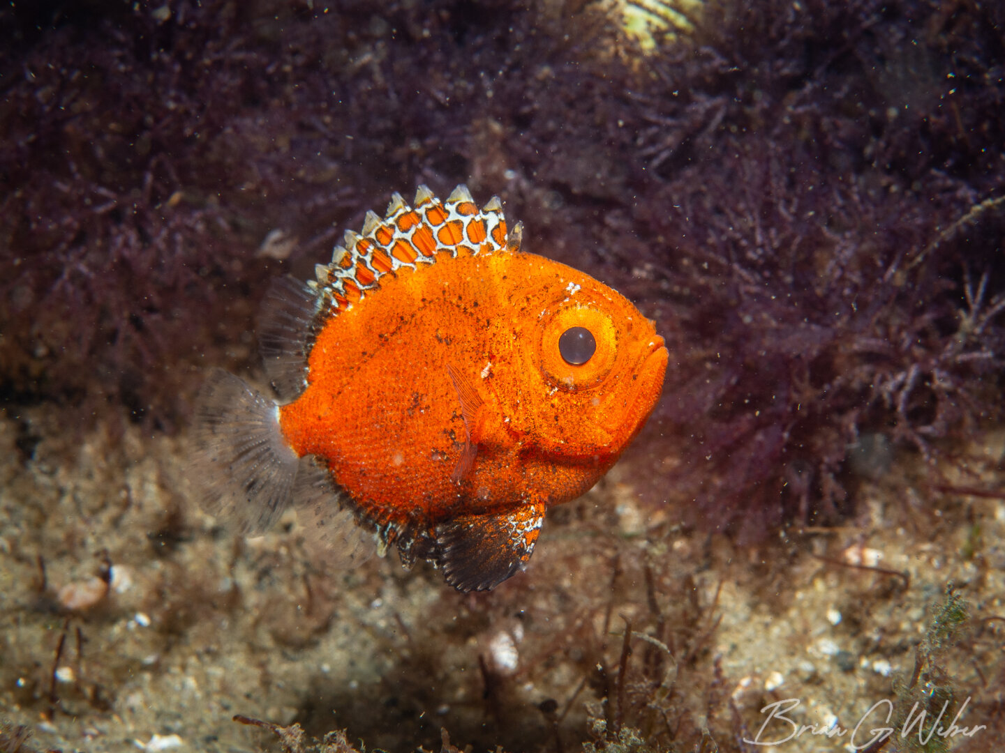 A short bigeye makes a fall appearance in the warm New England waters