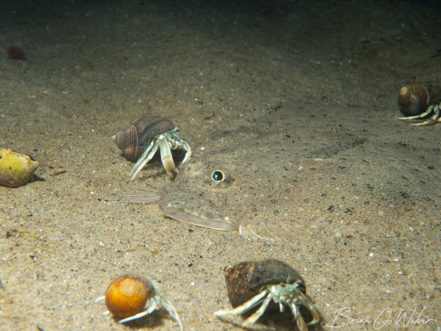 This windowpane flounder was seemingly getting pestered by these hermit crabs. When it turned to move away from my lights, it flicked the hermit crab off.