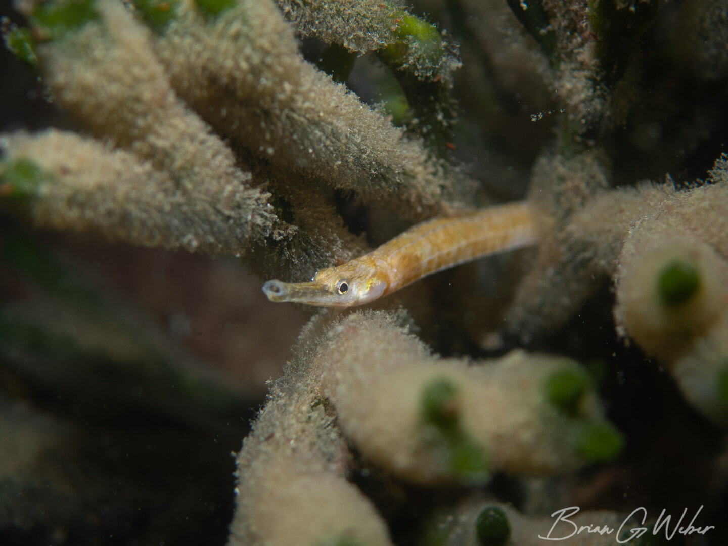 Northern pipefish shot at f/3.5 for a shallow depth of field