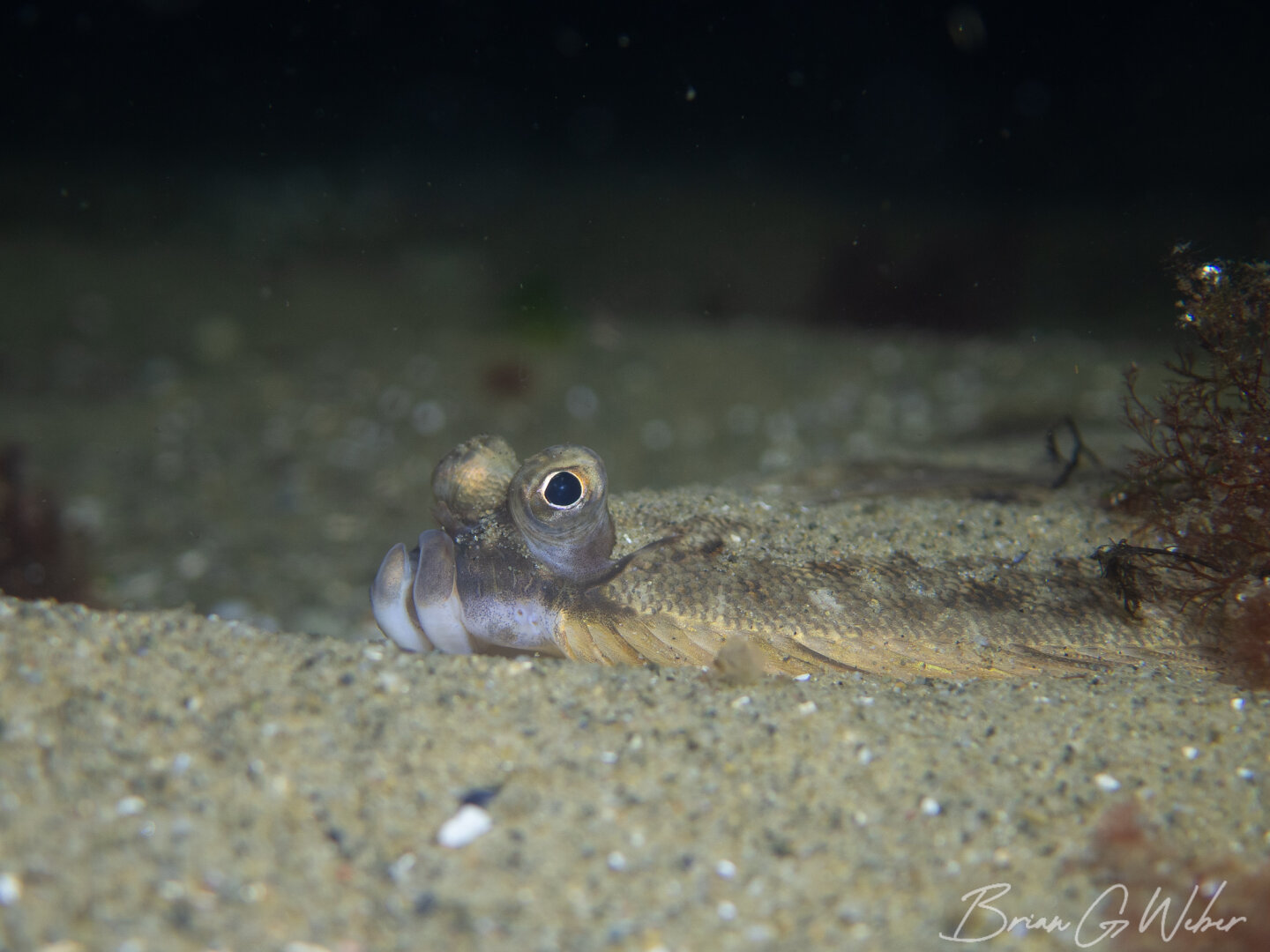A winter flounder shot at f/3.5 to produce that blurry background