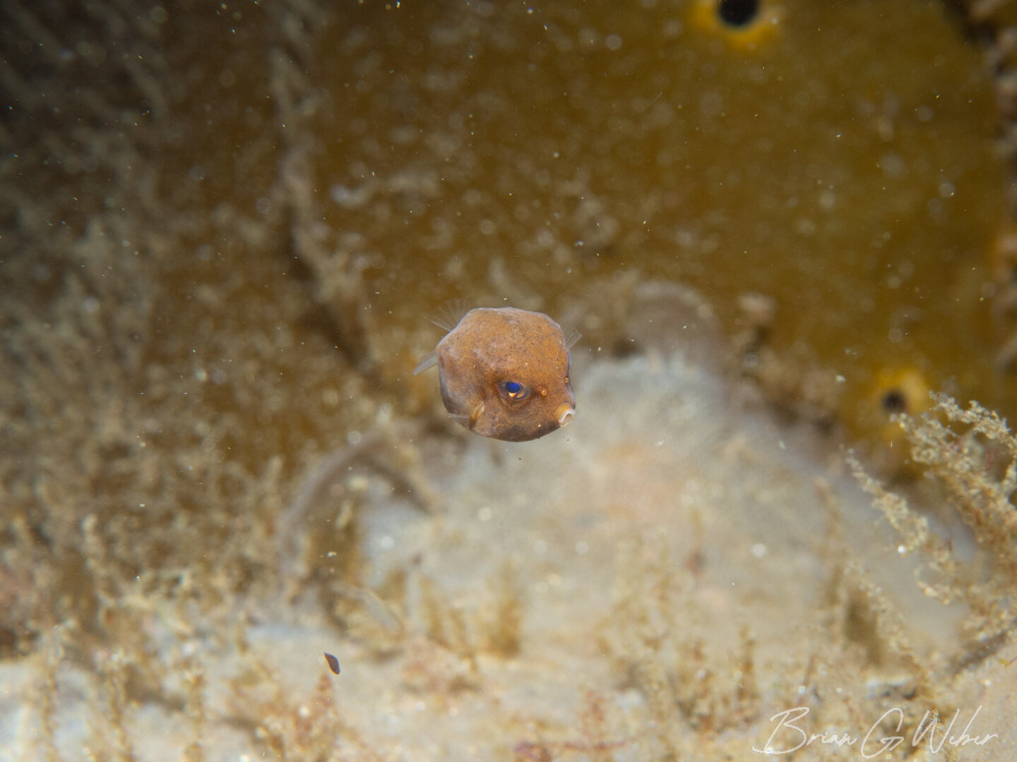 Buffalo trunkfish hovering above the kelp - so cute! Look at those pouty lips.