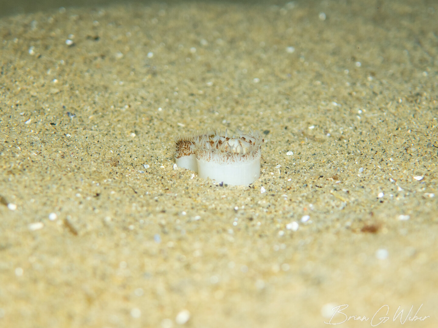 A surf clam buried in the sand with its siphon sticking out to filter food from the water column.