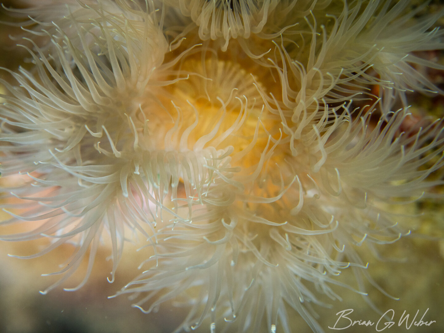 One of the few frilled anemones at Folly Cove this year. This particular spot in the cove typically has a few dozen, but I could only find one.