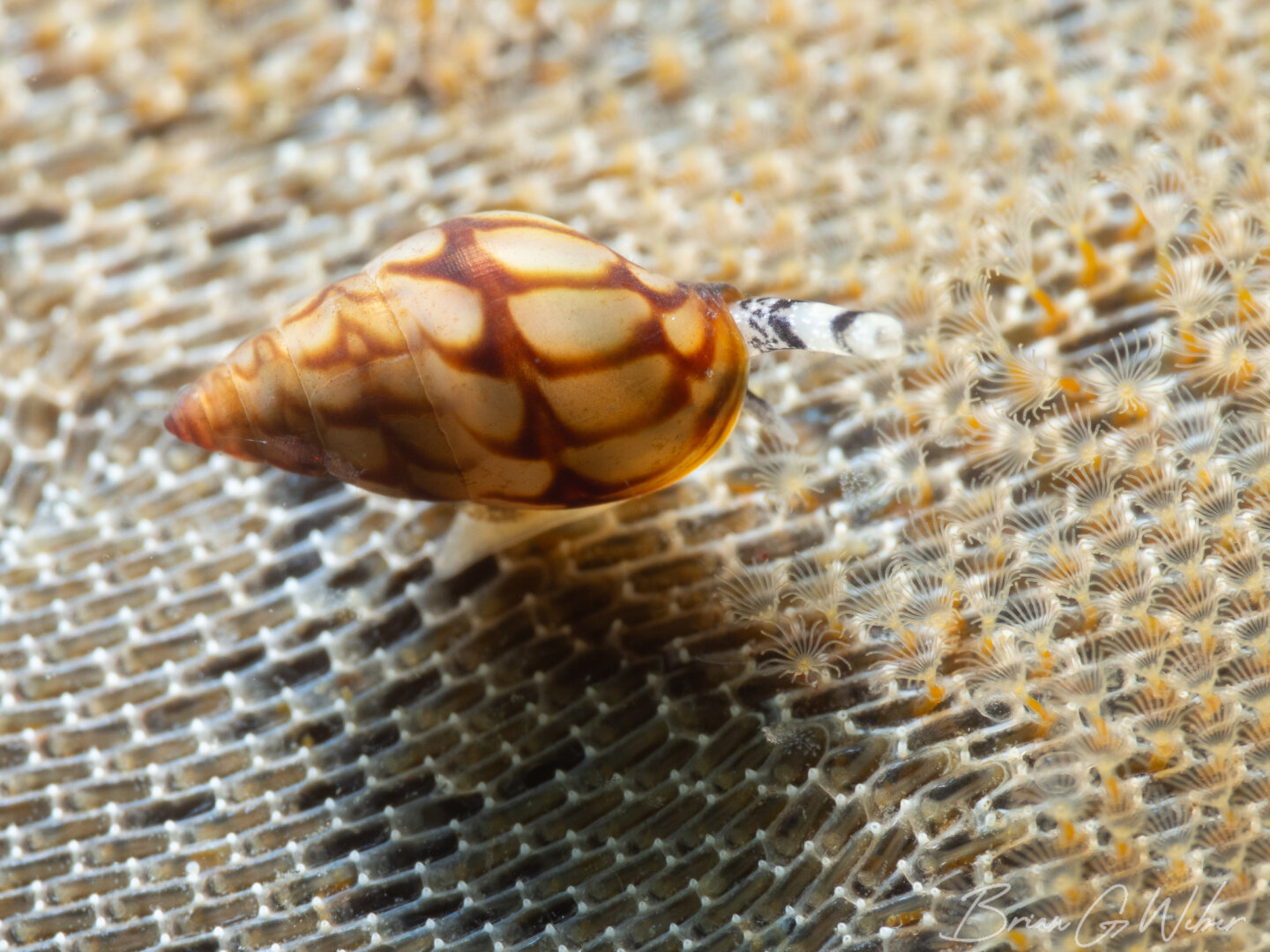 Northern lacuna crawling across encrusting bryozoans