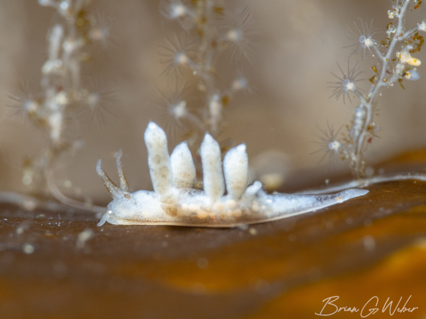 Eubranchus pallidus on a piece of sugar kelp