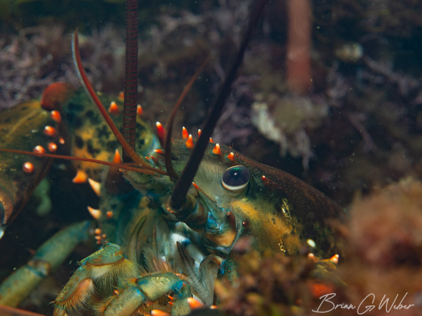 American lobster through the macro lens!