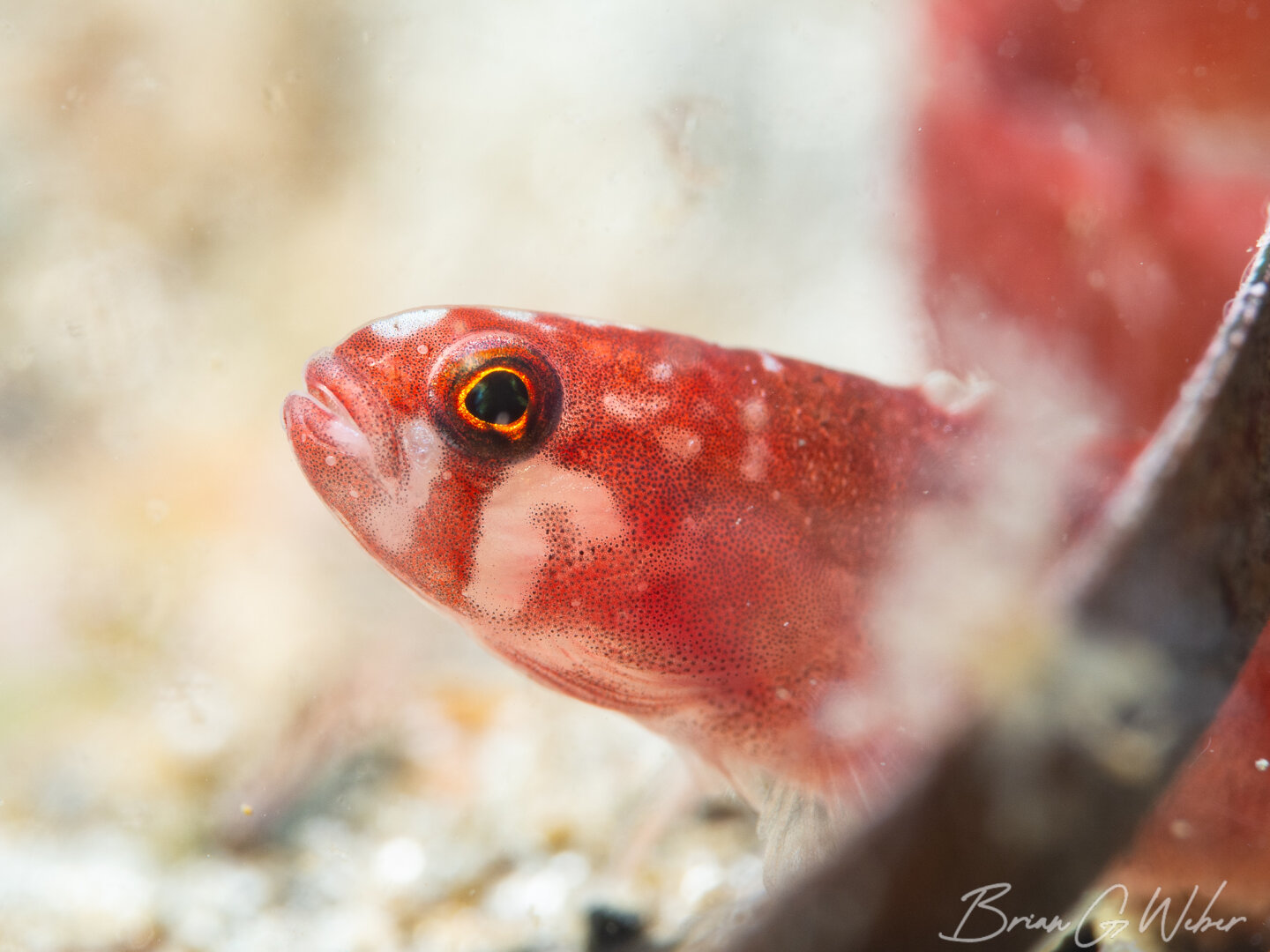 Rock gunnel with a bright background