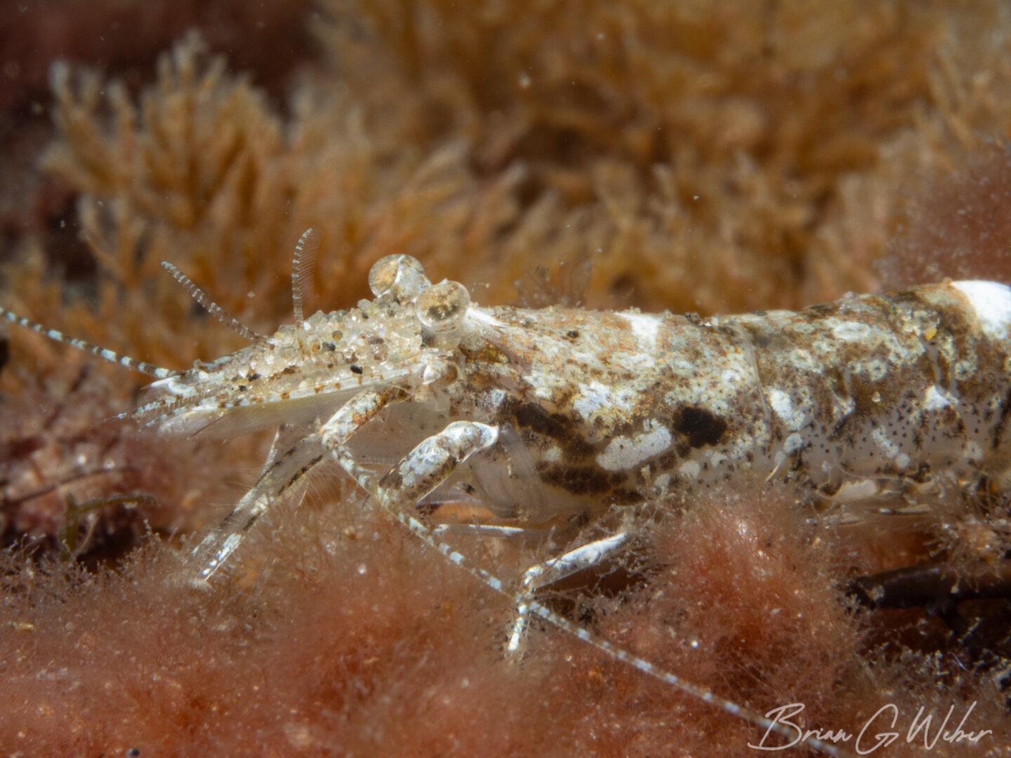 Sand shrimp looking out of place among the seaweed instead of the sand