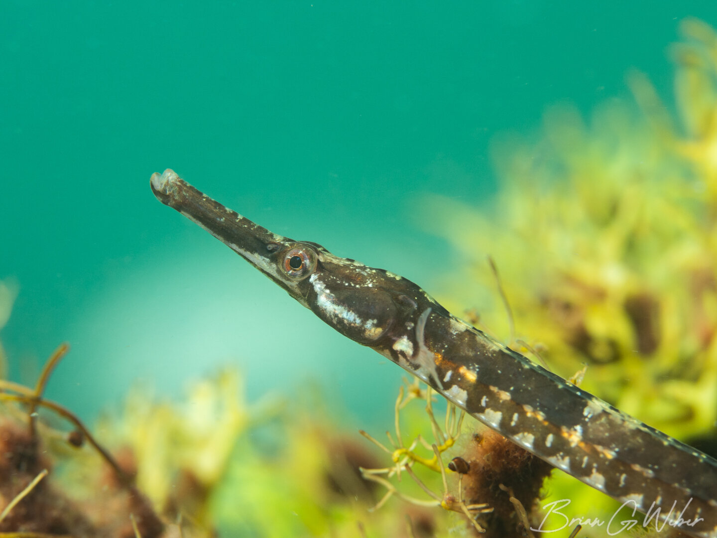 A northern pipefish emerges from the seaweed to pose against the green water background