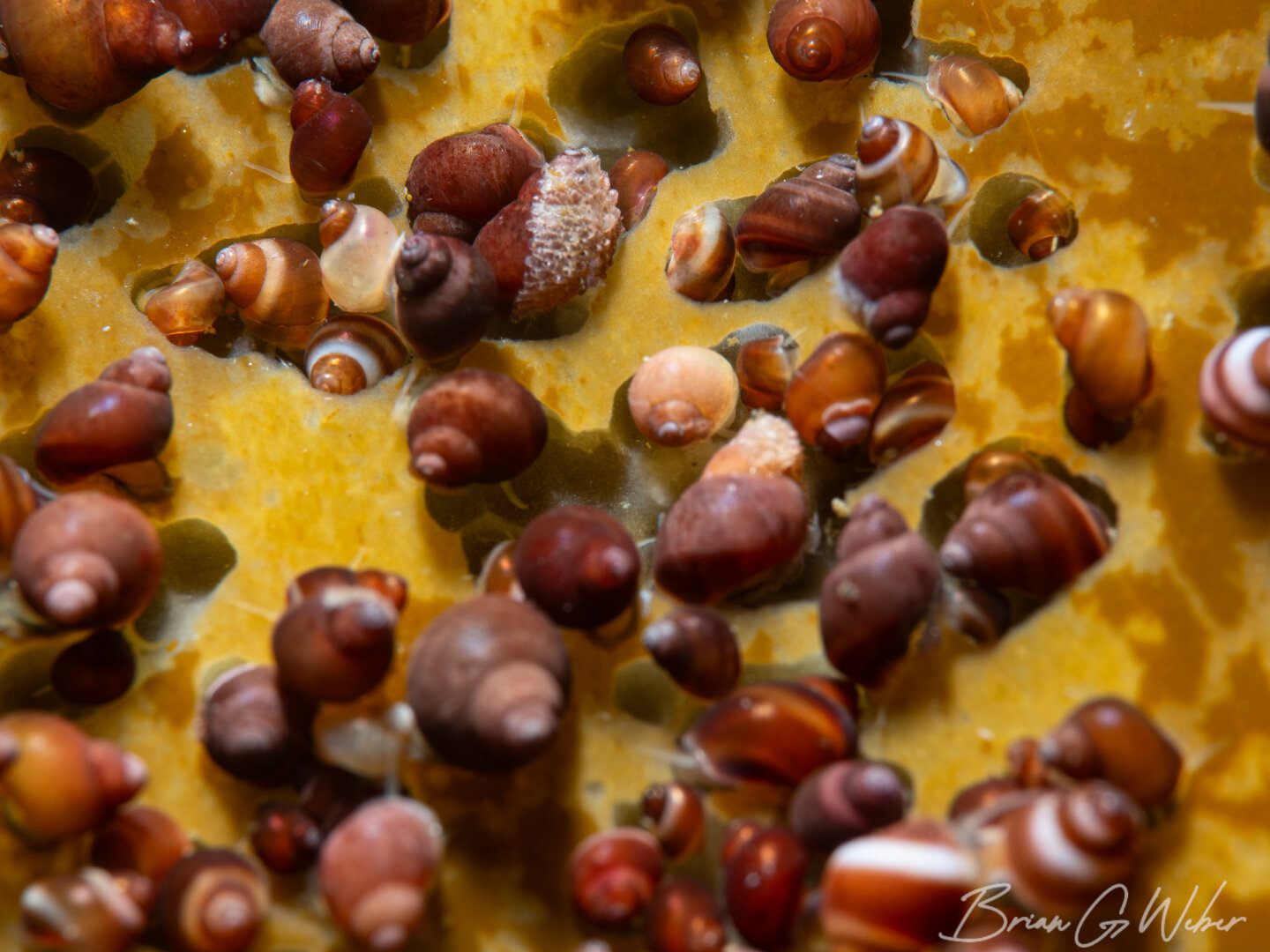 Northern lacuna snails tightly packed on a blade of sugar kelp