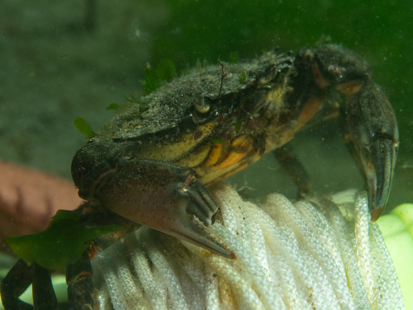 "Look at me. I'm the captain now" - Captain BrokenClaw the green crab