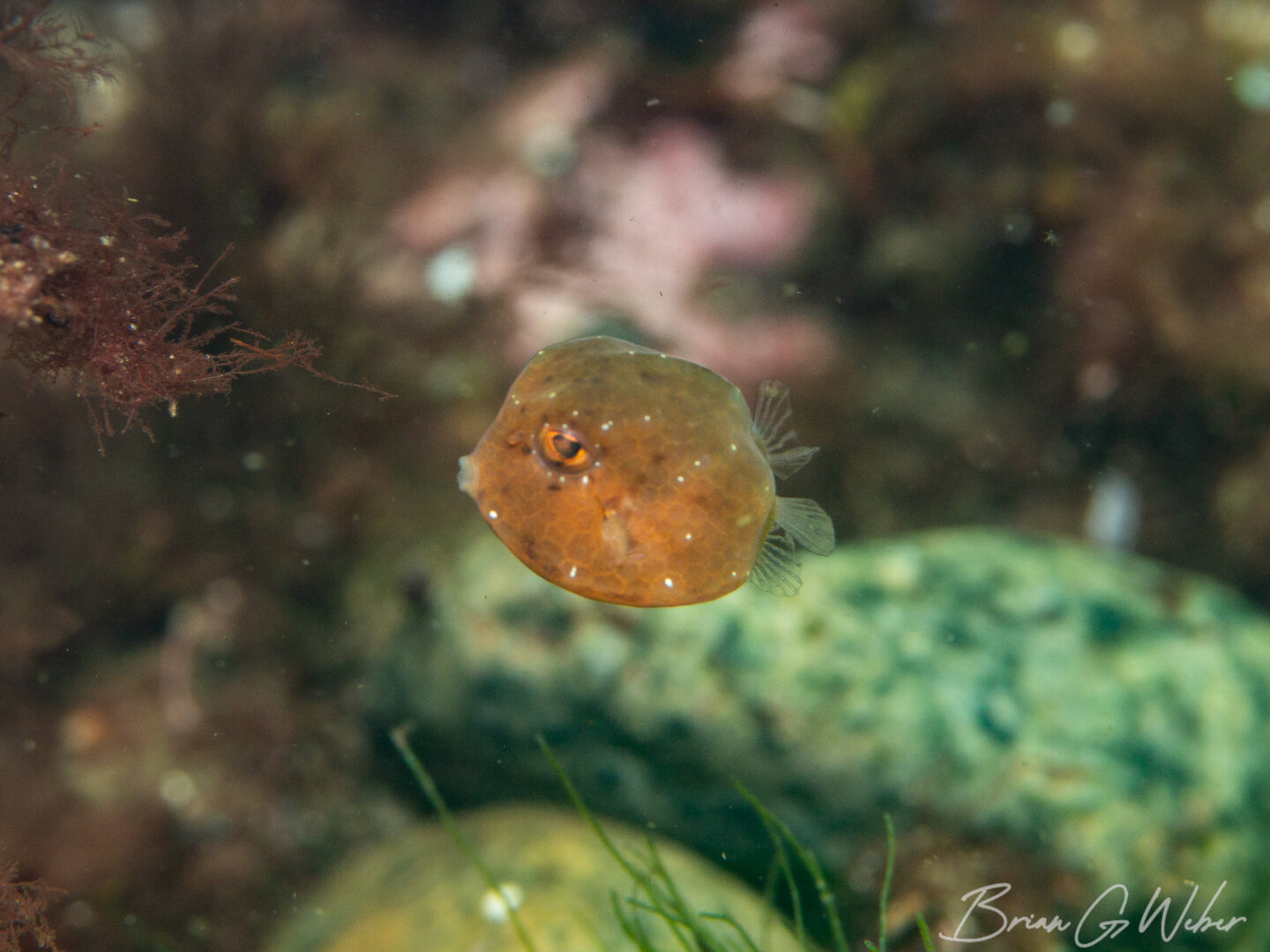 A tiny juvenile boxfish blown up the coast by the Gulf Stream current sloshes around in the intense surge