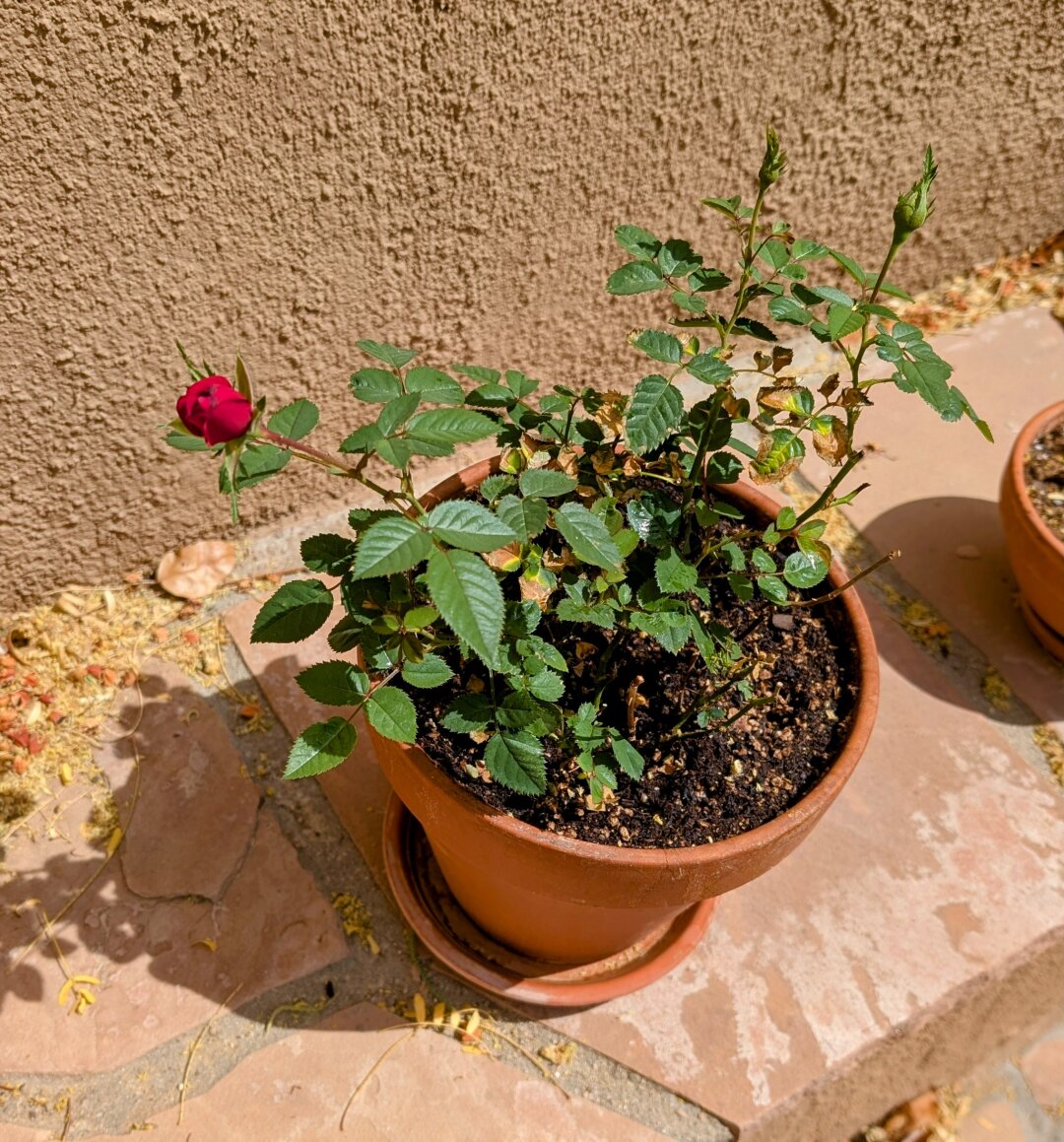 A mini rose bush in a terra cotta pot.  A small red bloom on the left side.