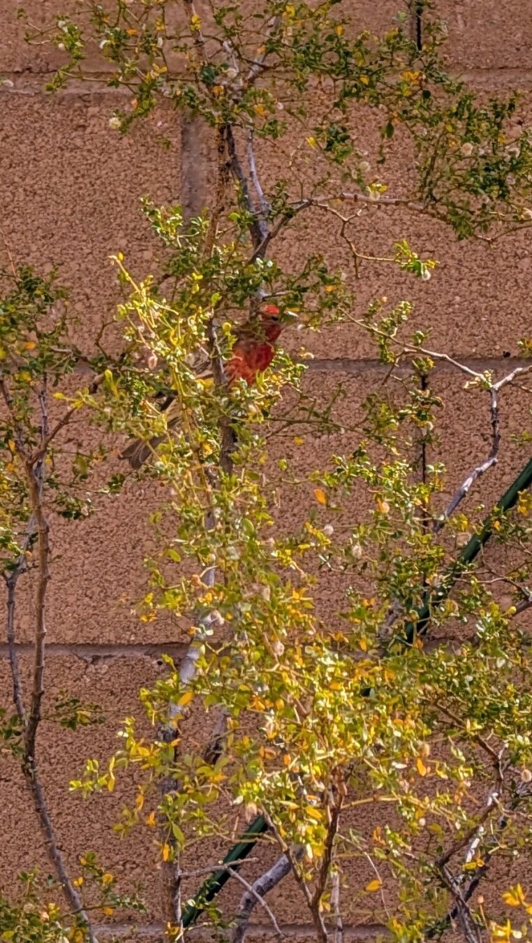 A red finch sitting in the middle of a creosote bush with green and yellow leaves, with white puff balls with seeds in them.  The background is a brown block fence.