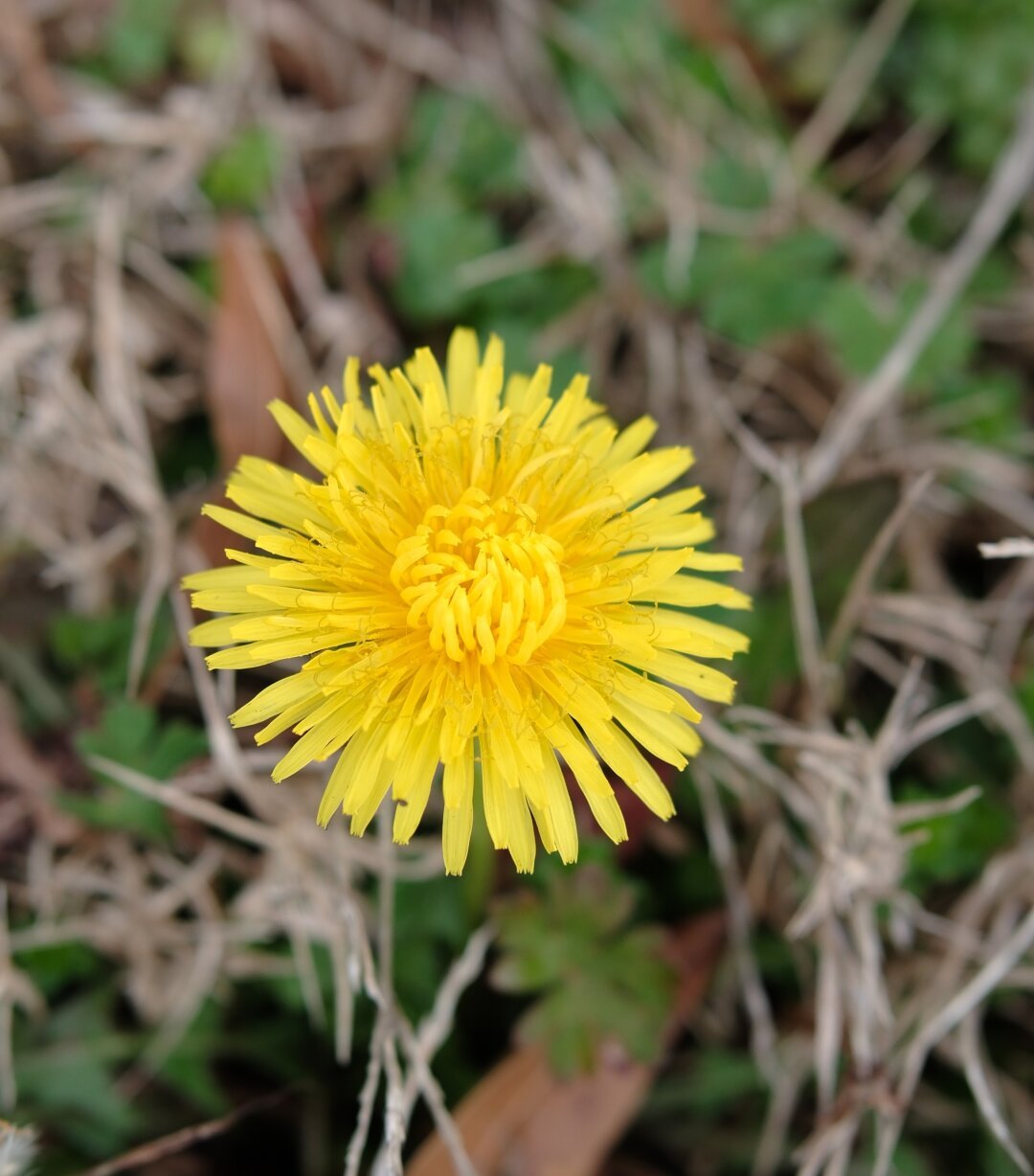 A close up of a yellow dandelion bloom
