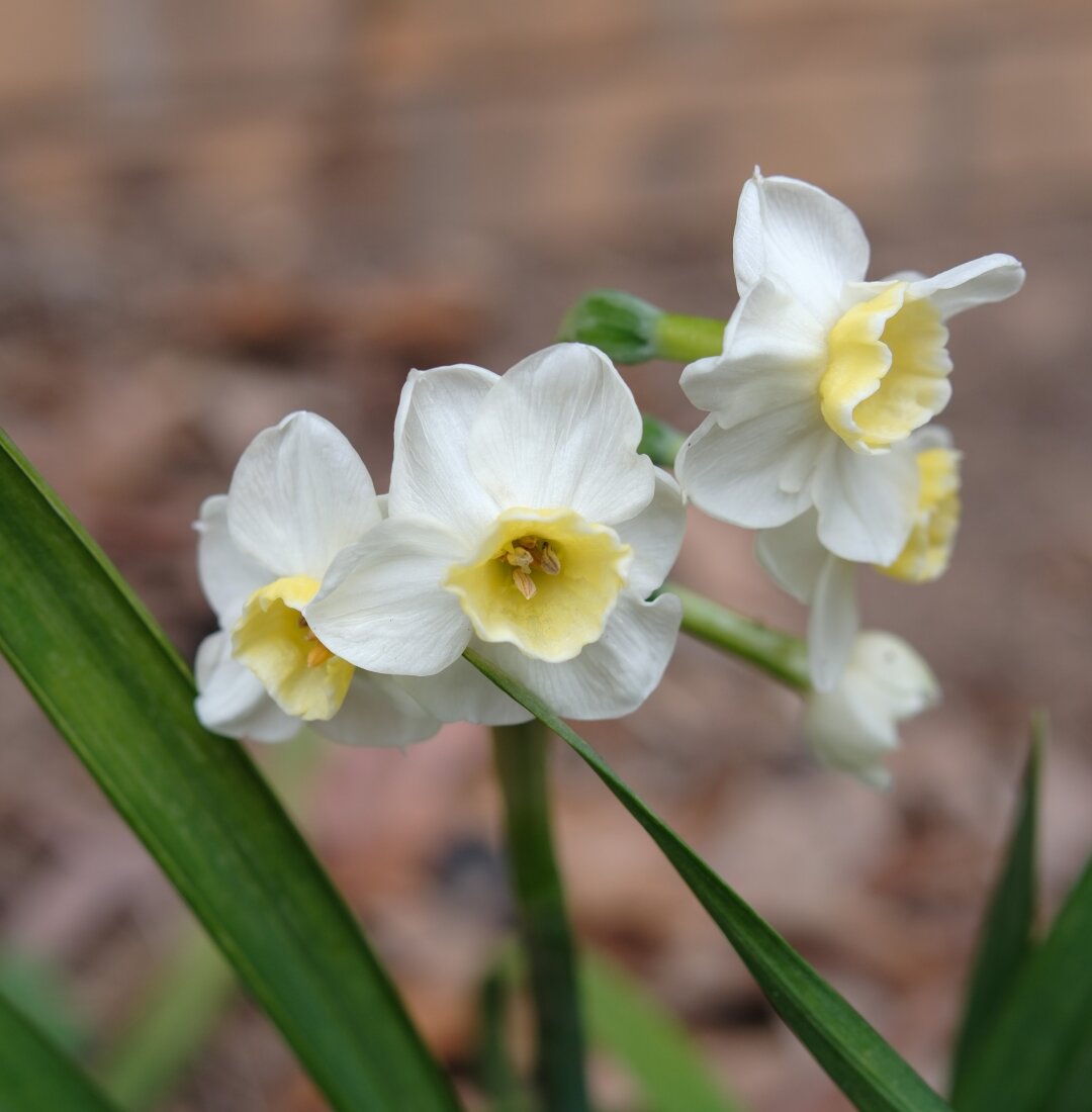 A close up of daffodils: white and center yellow